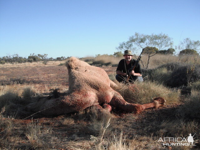 Hunting Camel in Australia