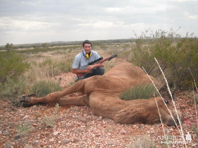 Hunting Camel in Australia