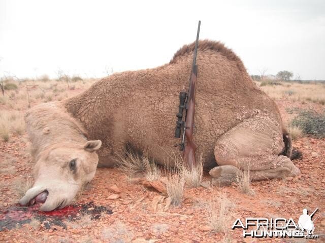 Hunting Camel in Australia