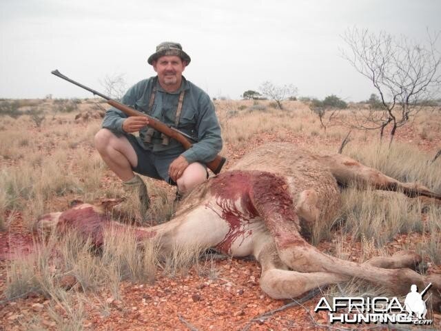 Hunting Camel in Australia