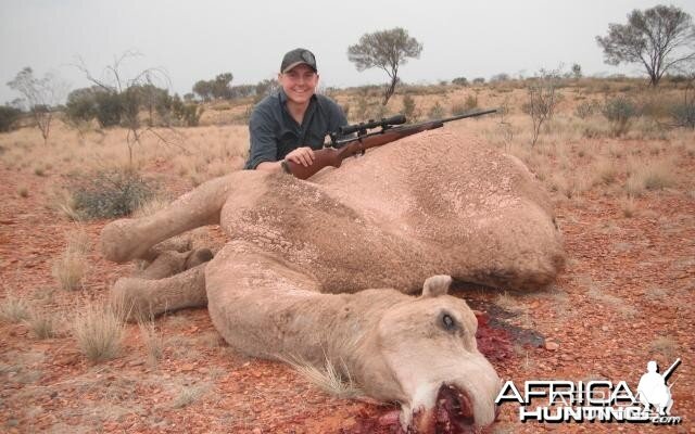 Hunting Camel in Australia