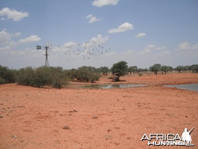 Hunting Camel in the Australian Outback