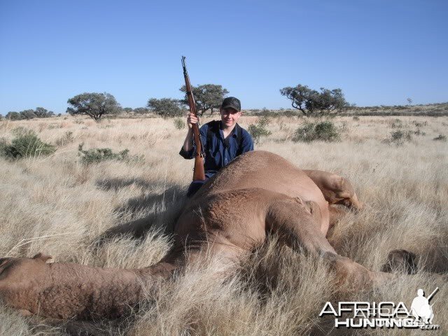 Hunting Camel in the Australian Outback