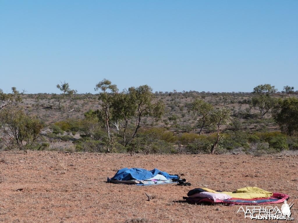 Hunting Camel in the Australian Outback