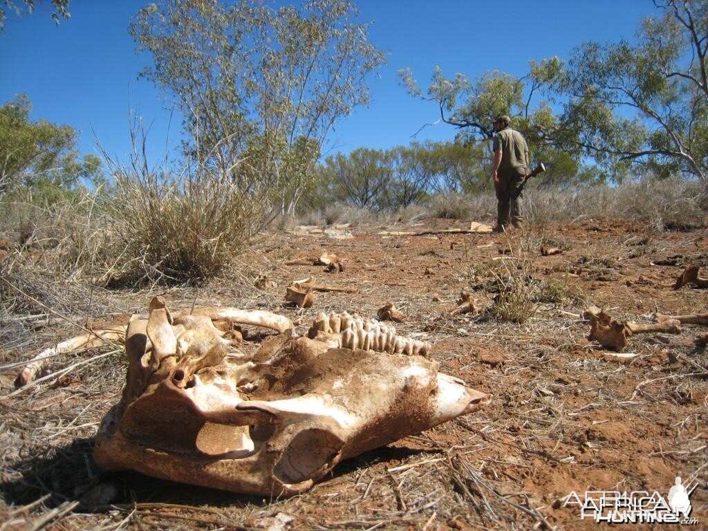 Hunting Camel in the Australian Outback