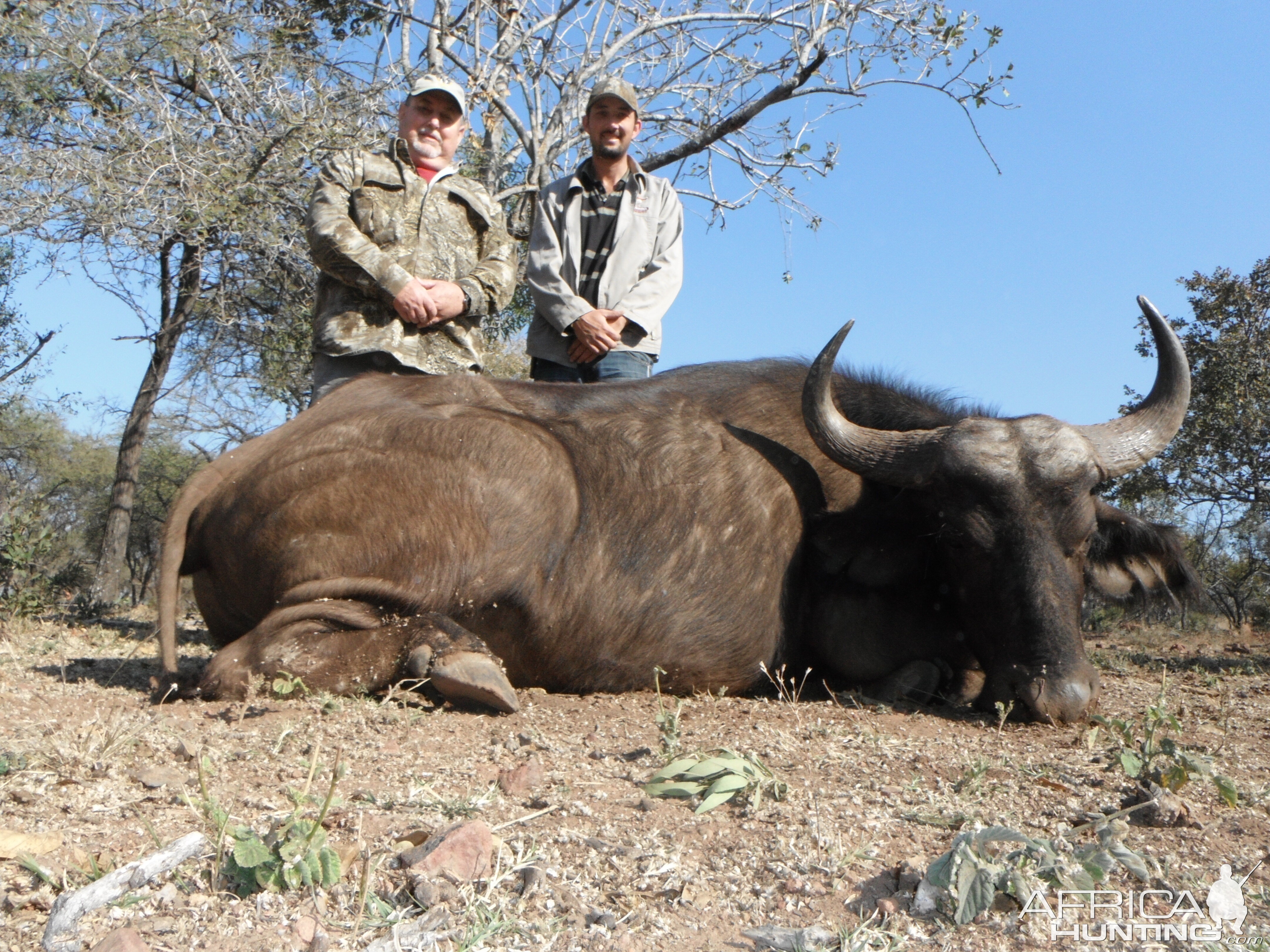 Hunting Cape Buffalo Cow in South Africa