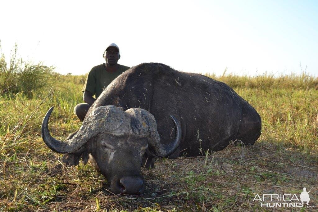 Hunting Cape Buffalo in Mozambique