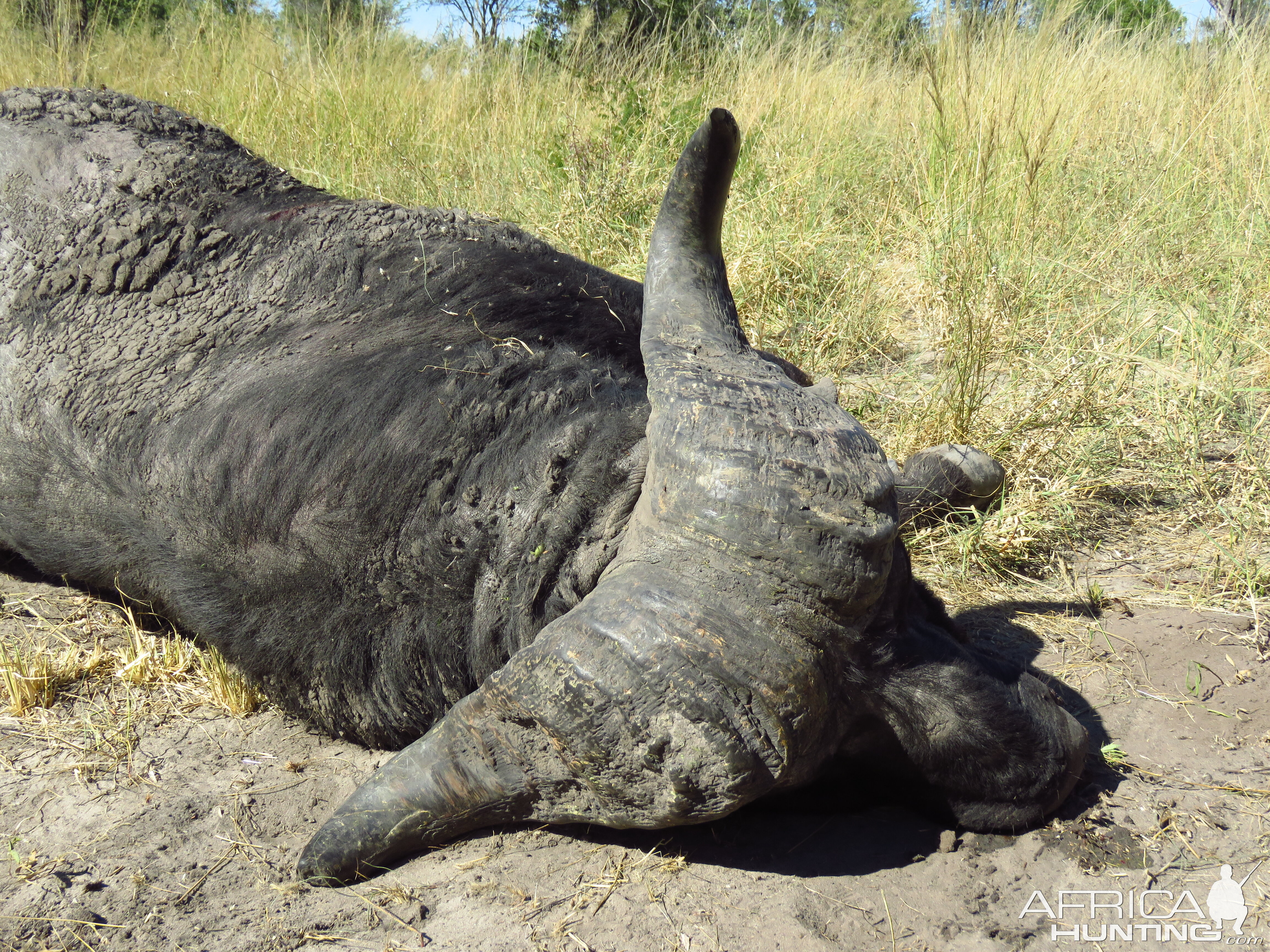 Hunting Cape Buffalo in Namibia