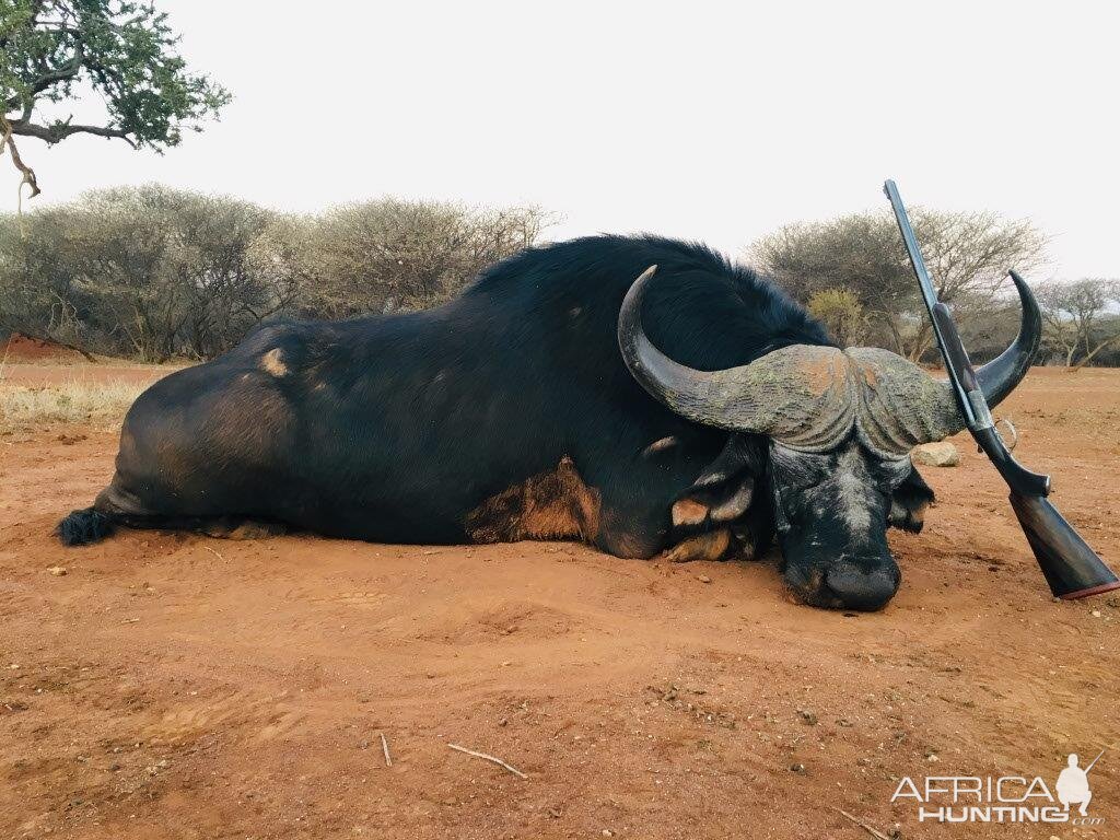 Hunting Cape Buffalo in South Africa