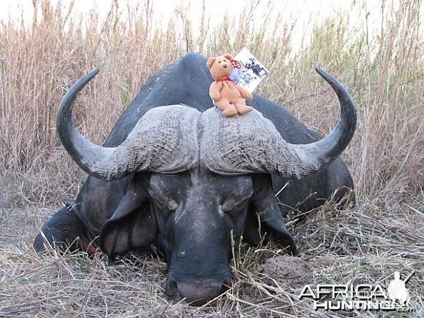 Hunting Cape Buffalo in Tanzania