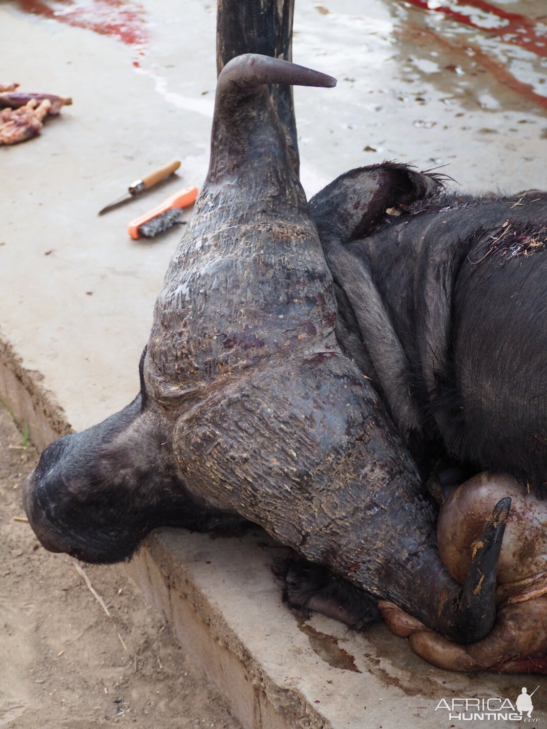 Hunting Cape Buffalo in Tanzania