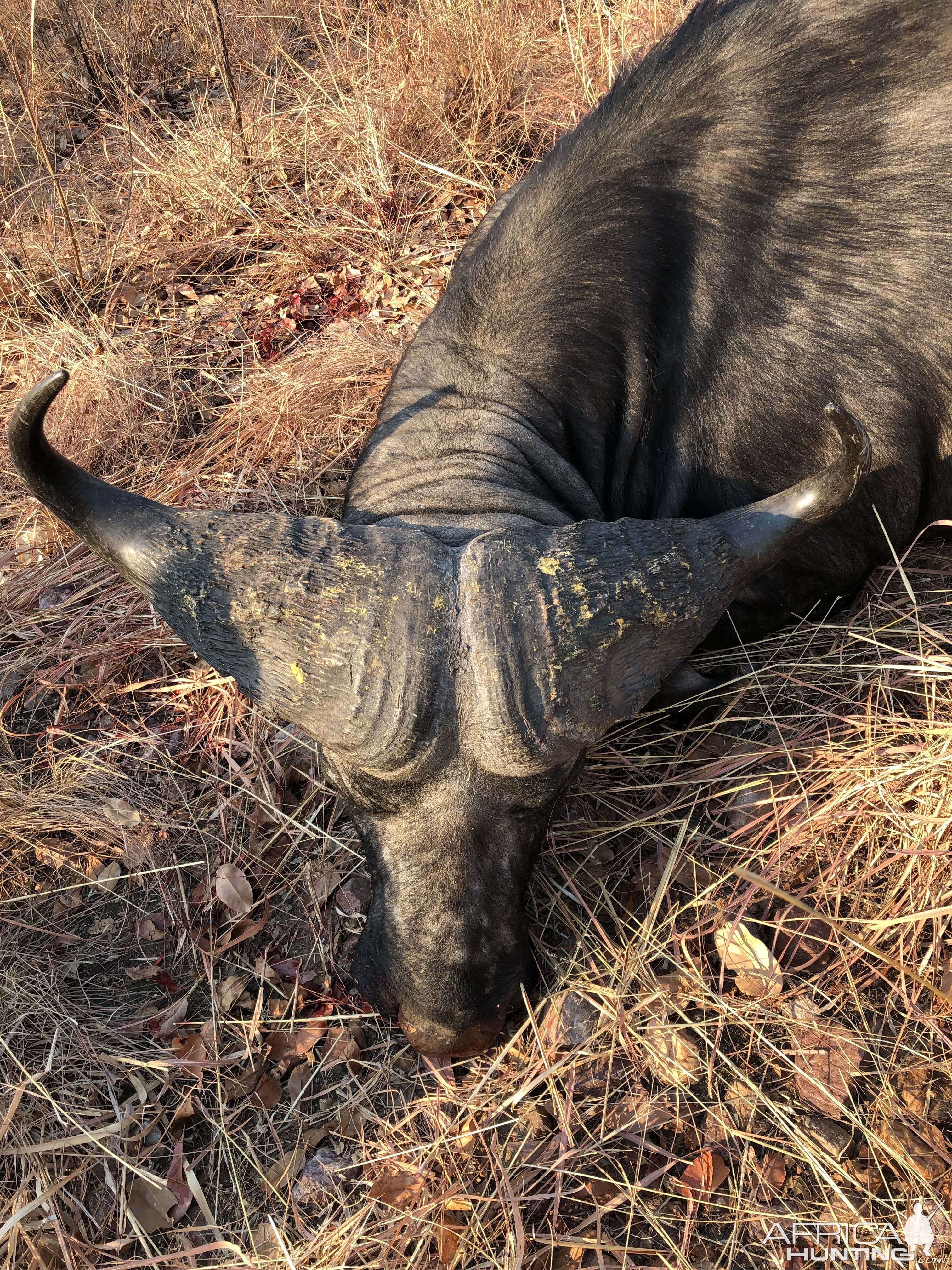 Hunting Cape Buffalo in Zambia