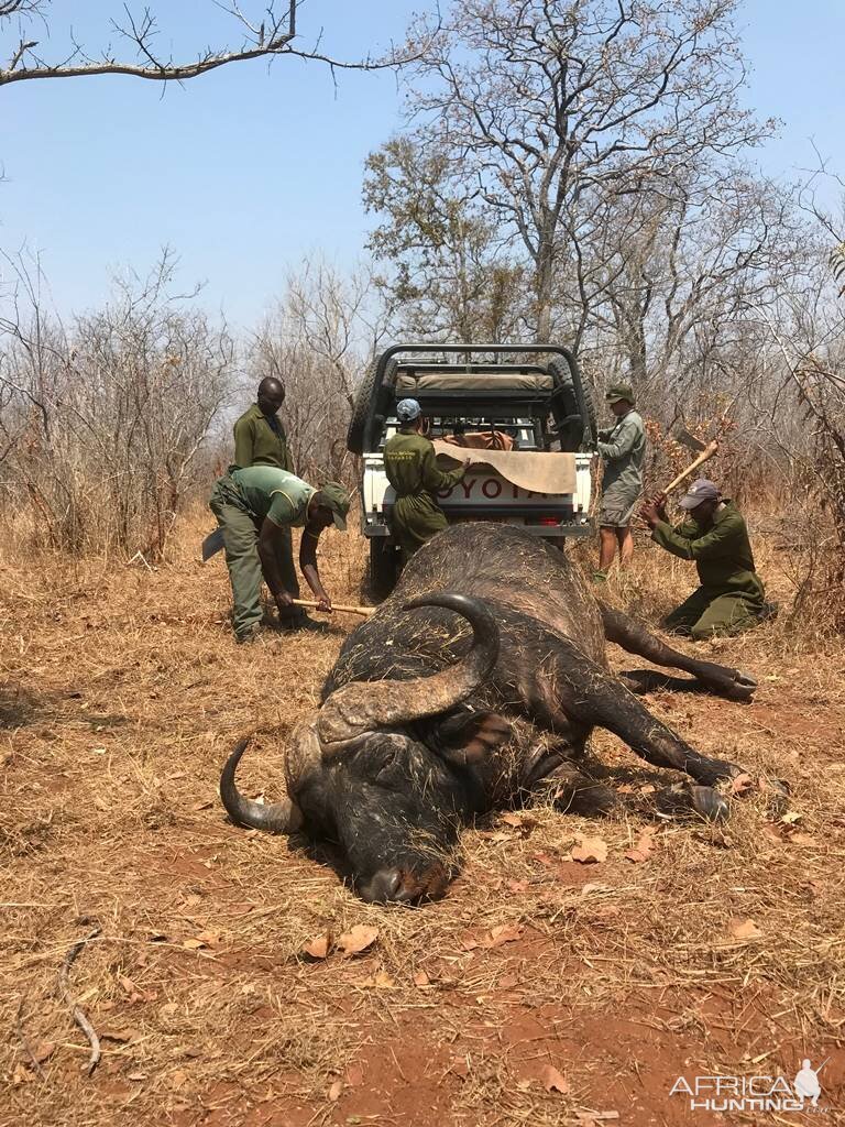 Hunting Cape Buffalo in Zimbabwe