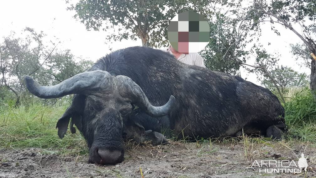 Hunting Cape Buffalo Namibia