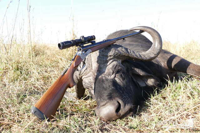 Hunting Cape Buffalo Namibia