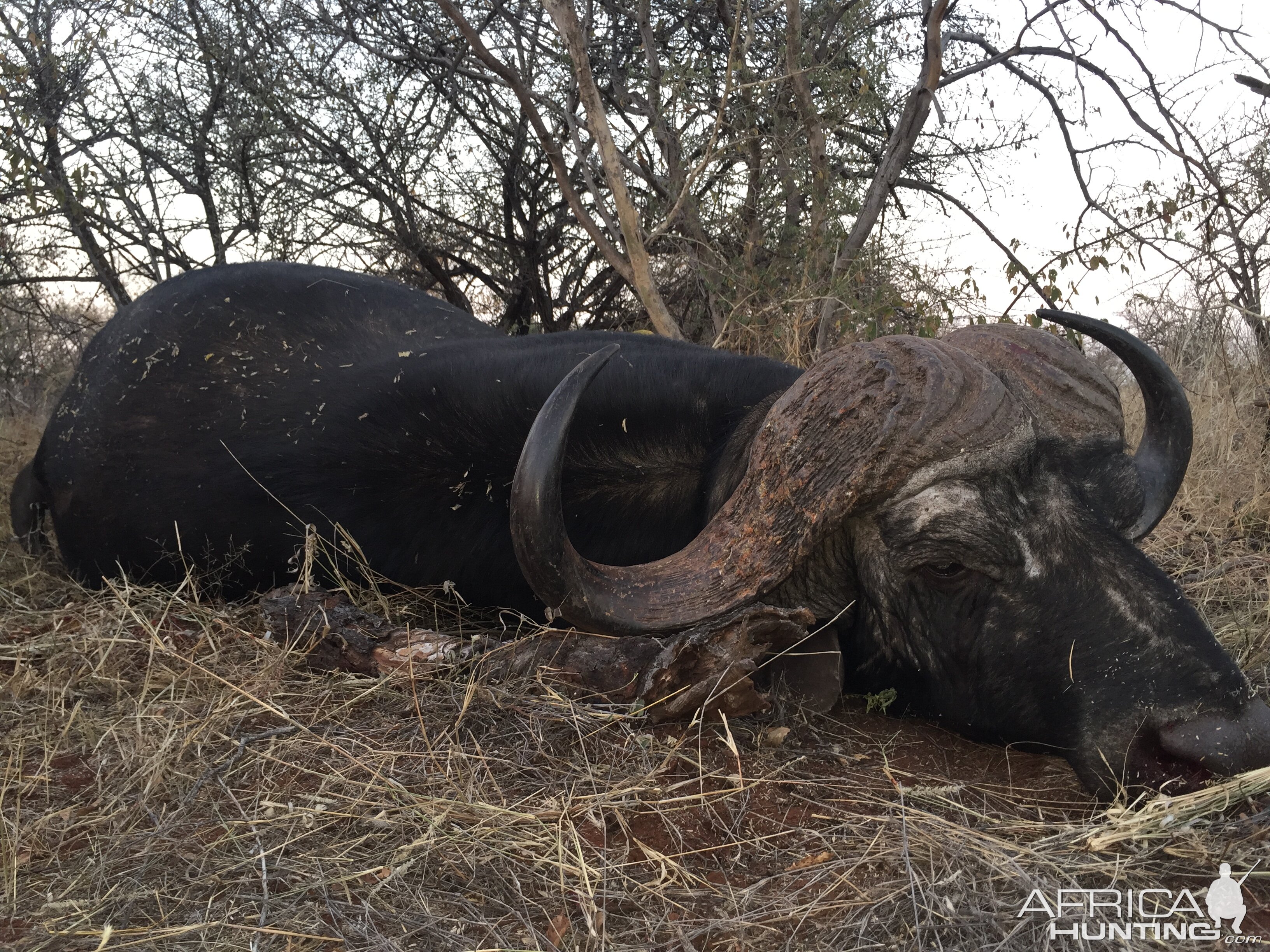 Hunting Cape Buffalo South Africa