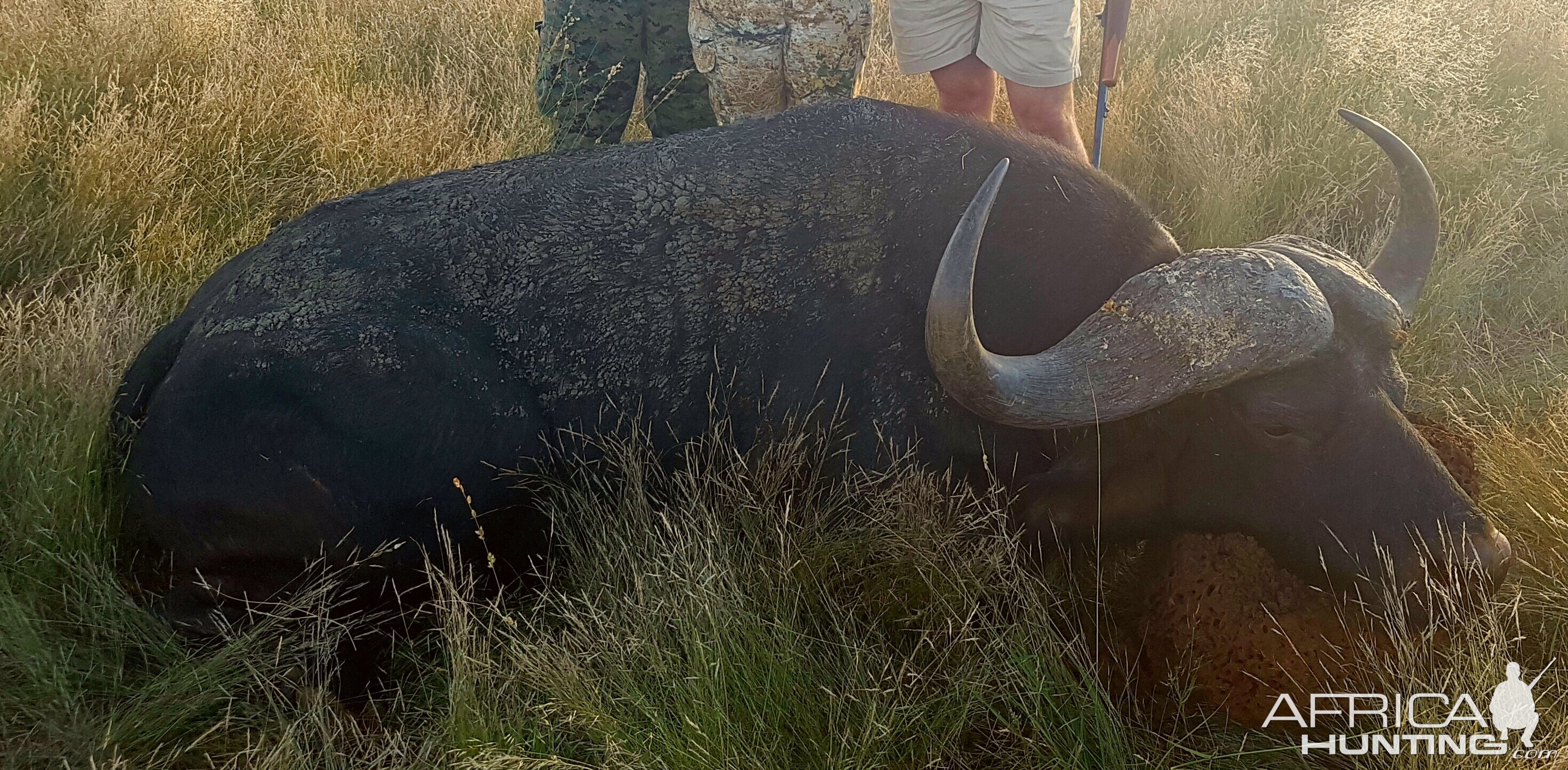 Hunting Cape Buffalo South Africa