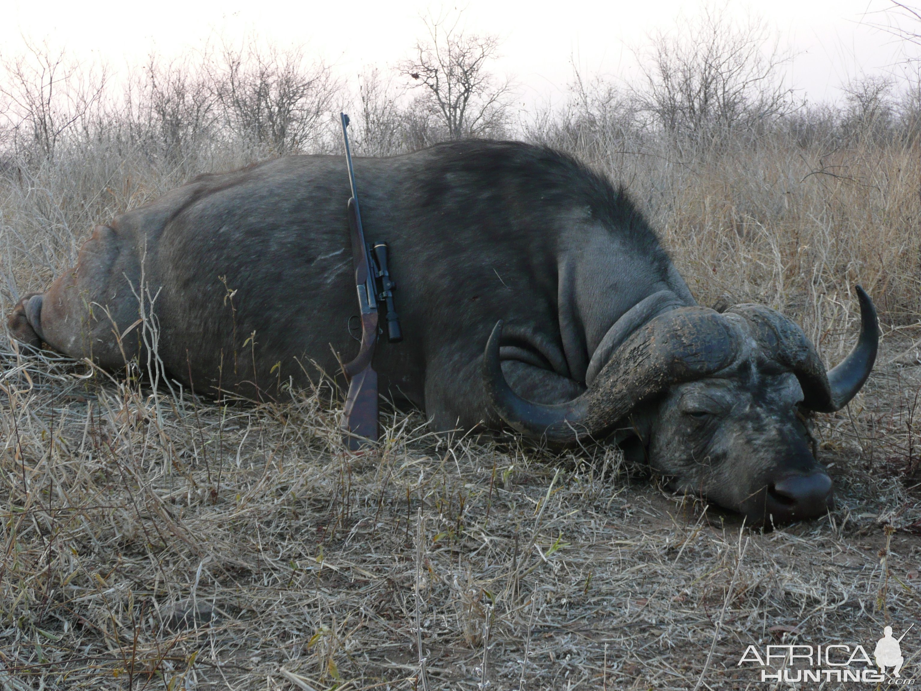 Hunting Cape Buffalo