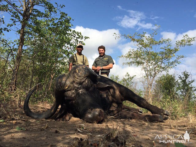 Hunting Cape Buffalo