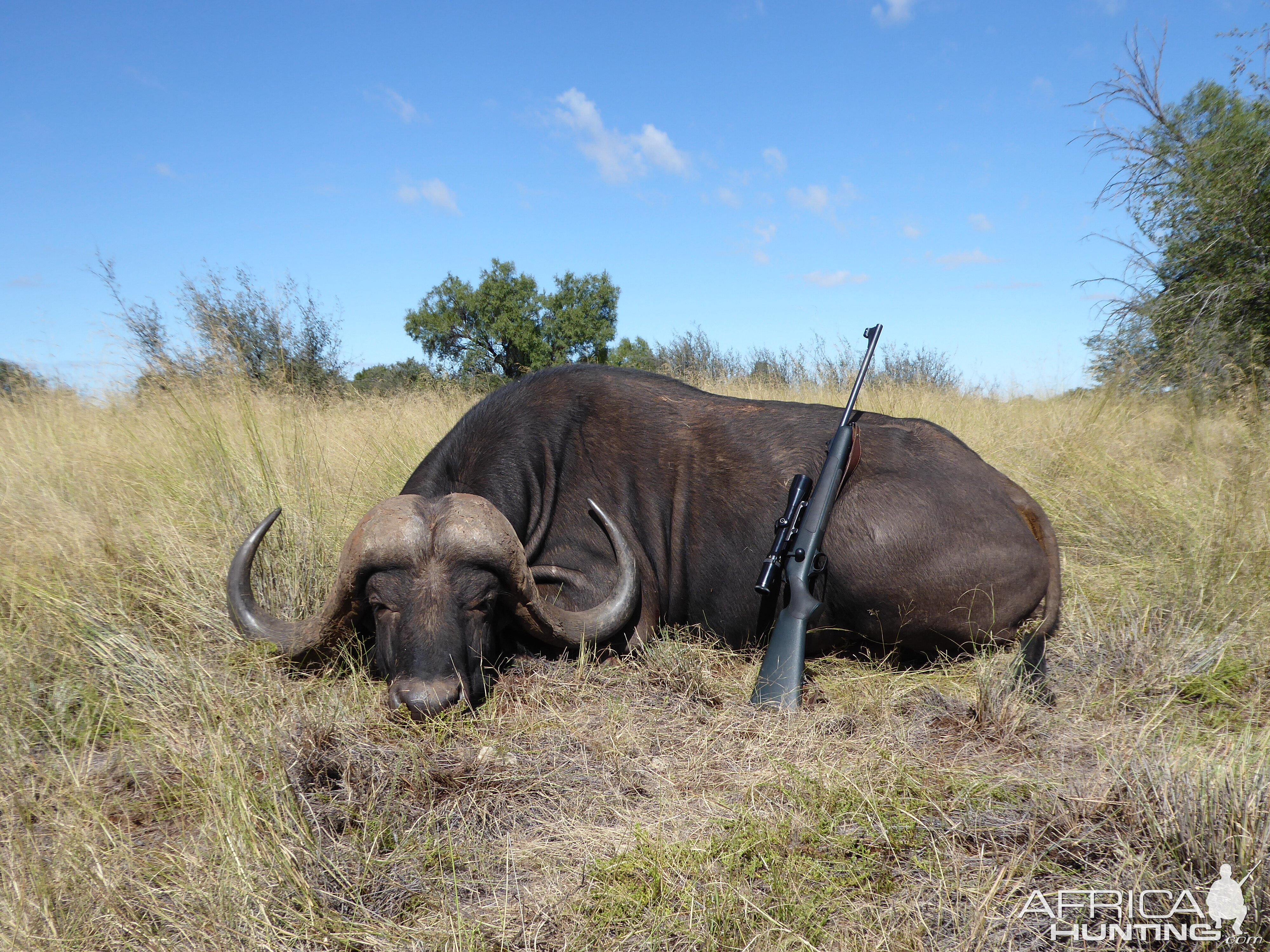 Hunting Cape Buffalo