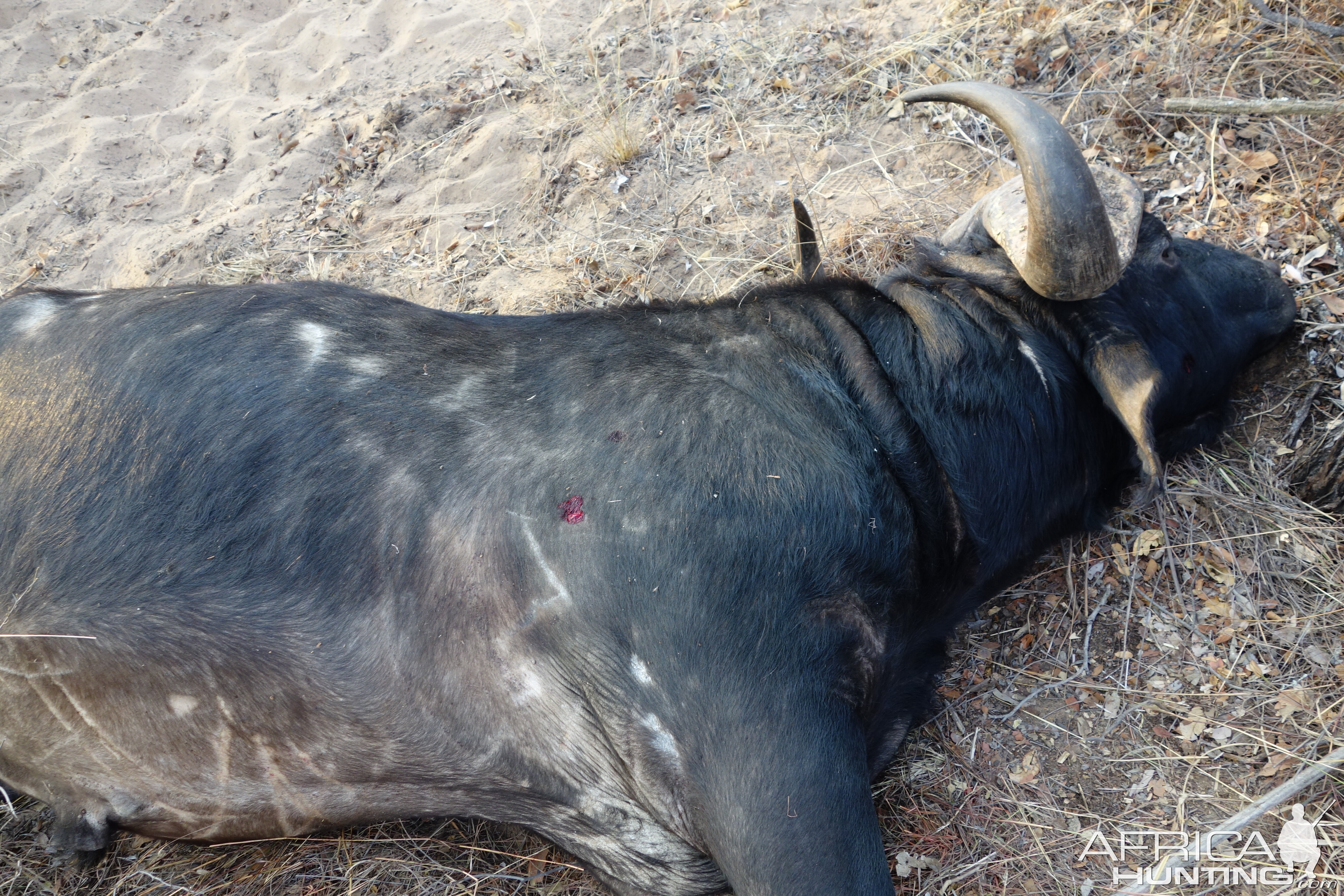 Hunting Cape Buffalo