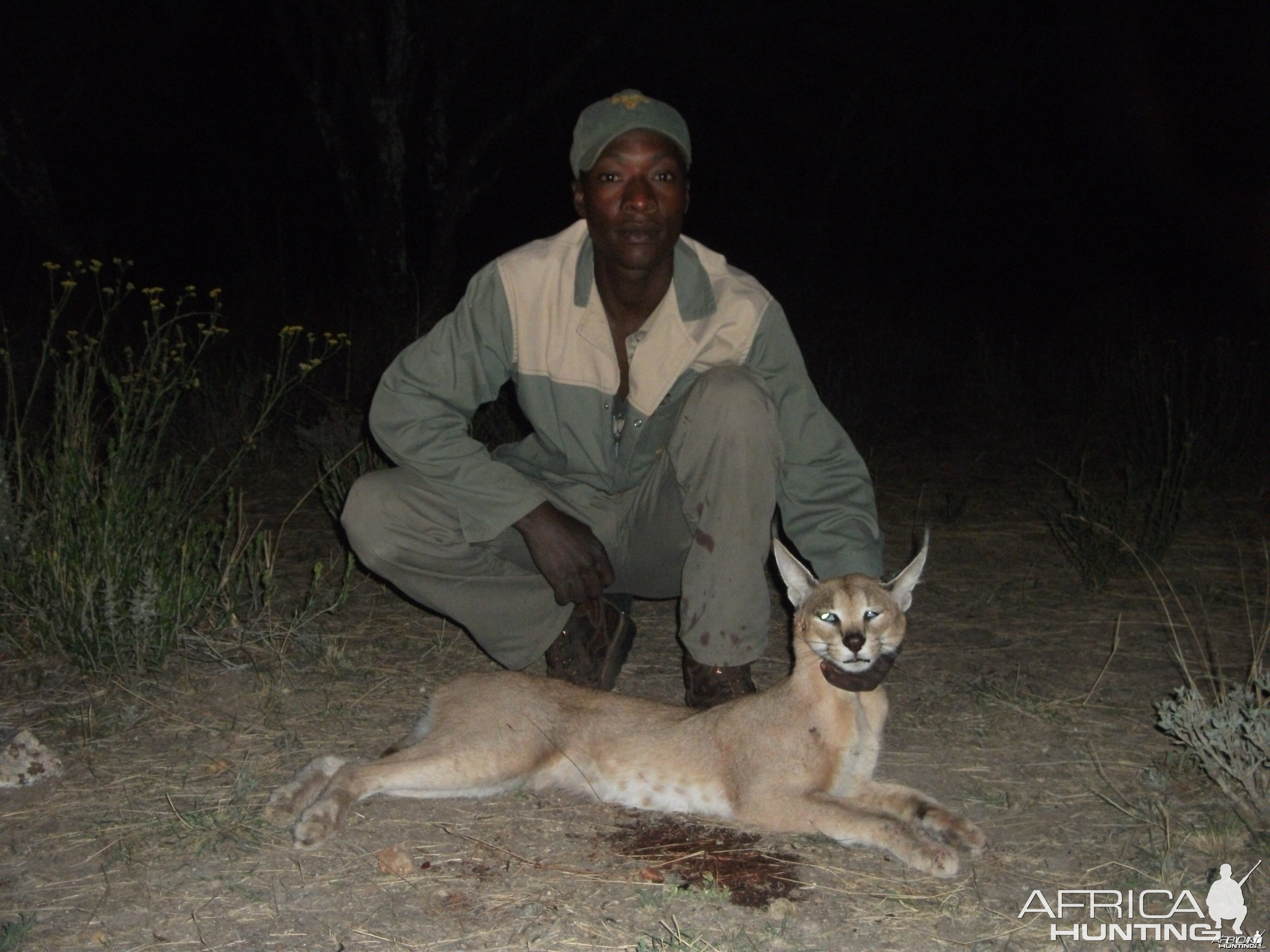 Hunting Caracal in Namibia