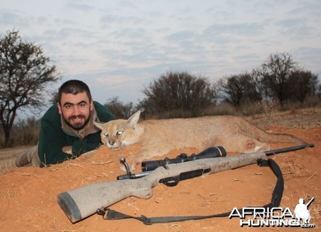 Hunting Caracal