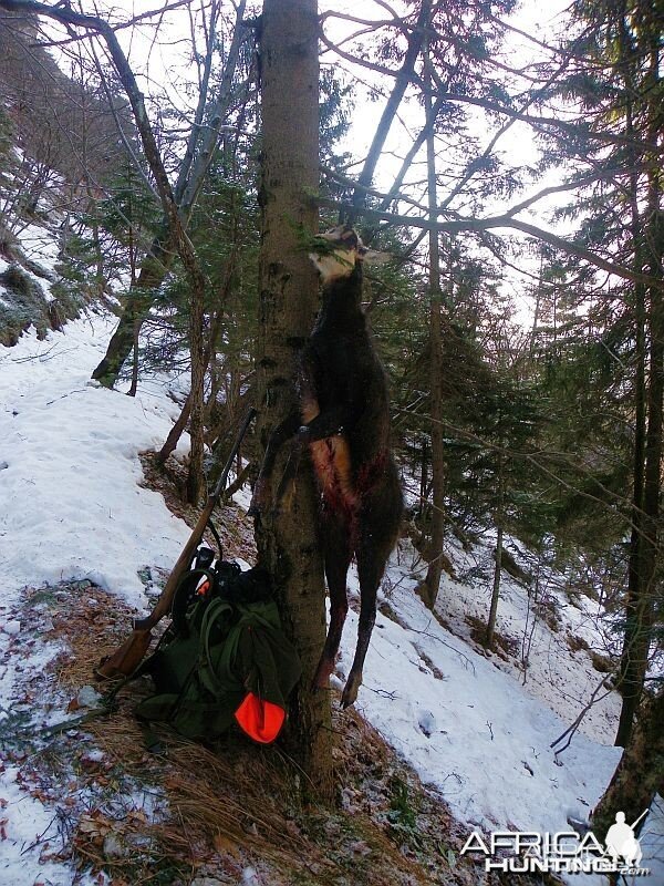 Hunting Chamois Slovenia