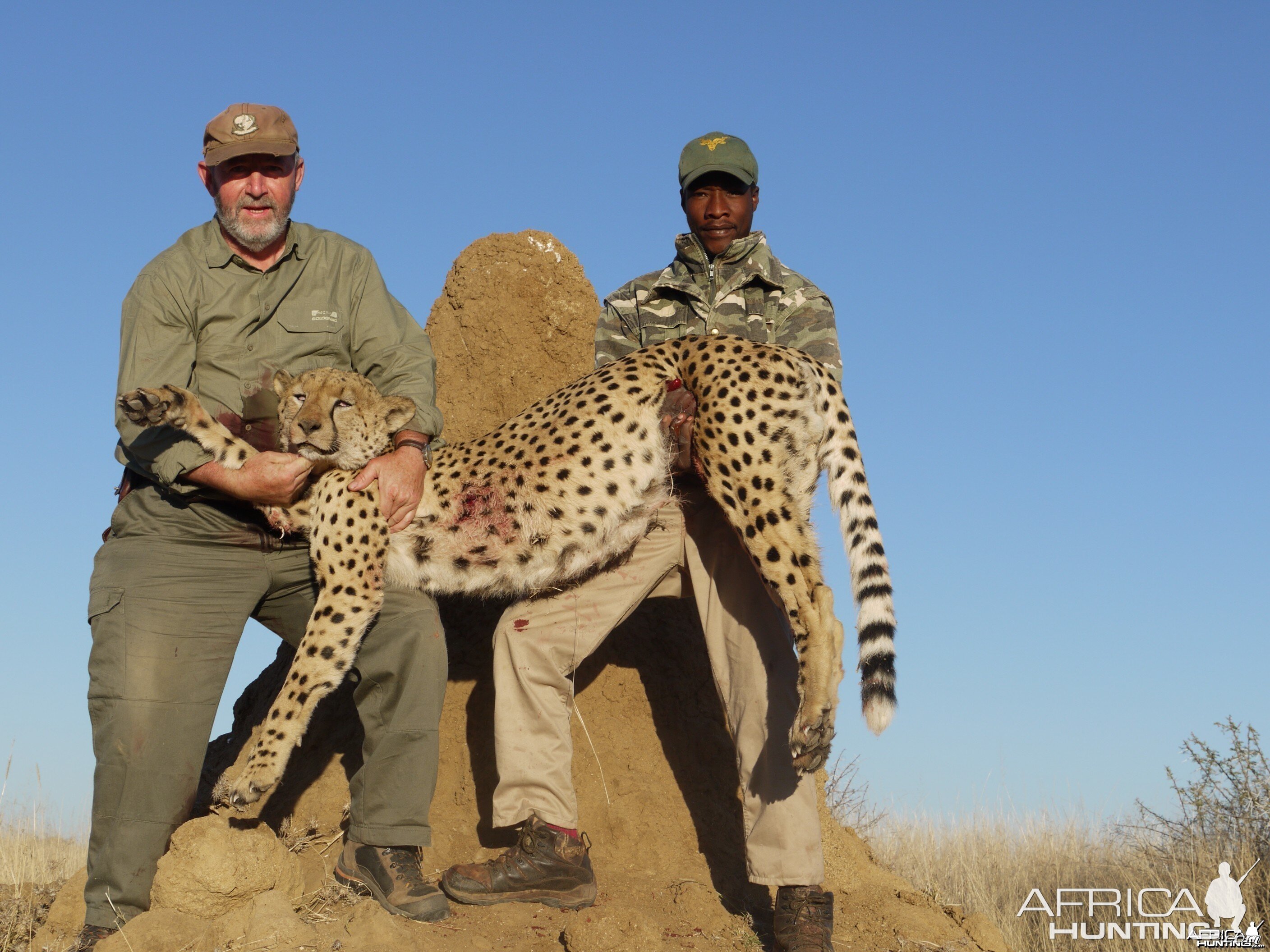 Hunting Cheetah in Namibia