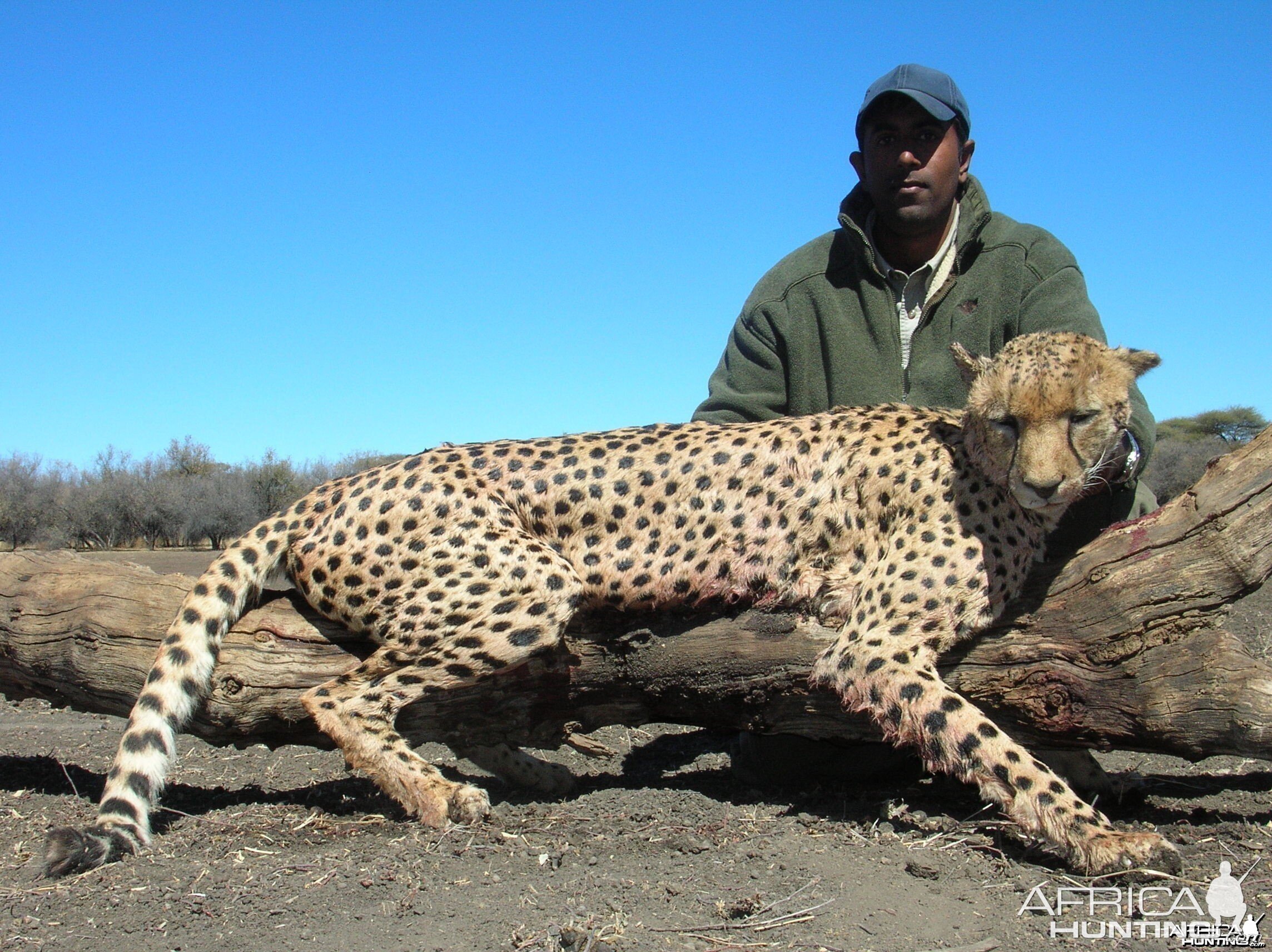Hunting Cheetah - Number One SCI