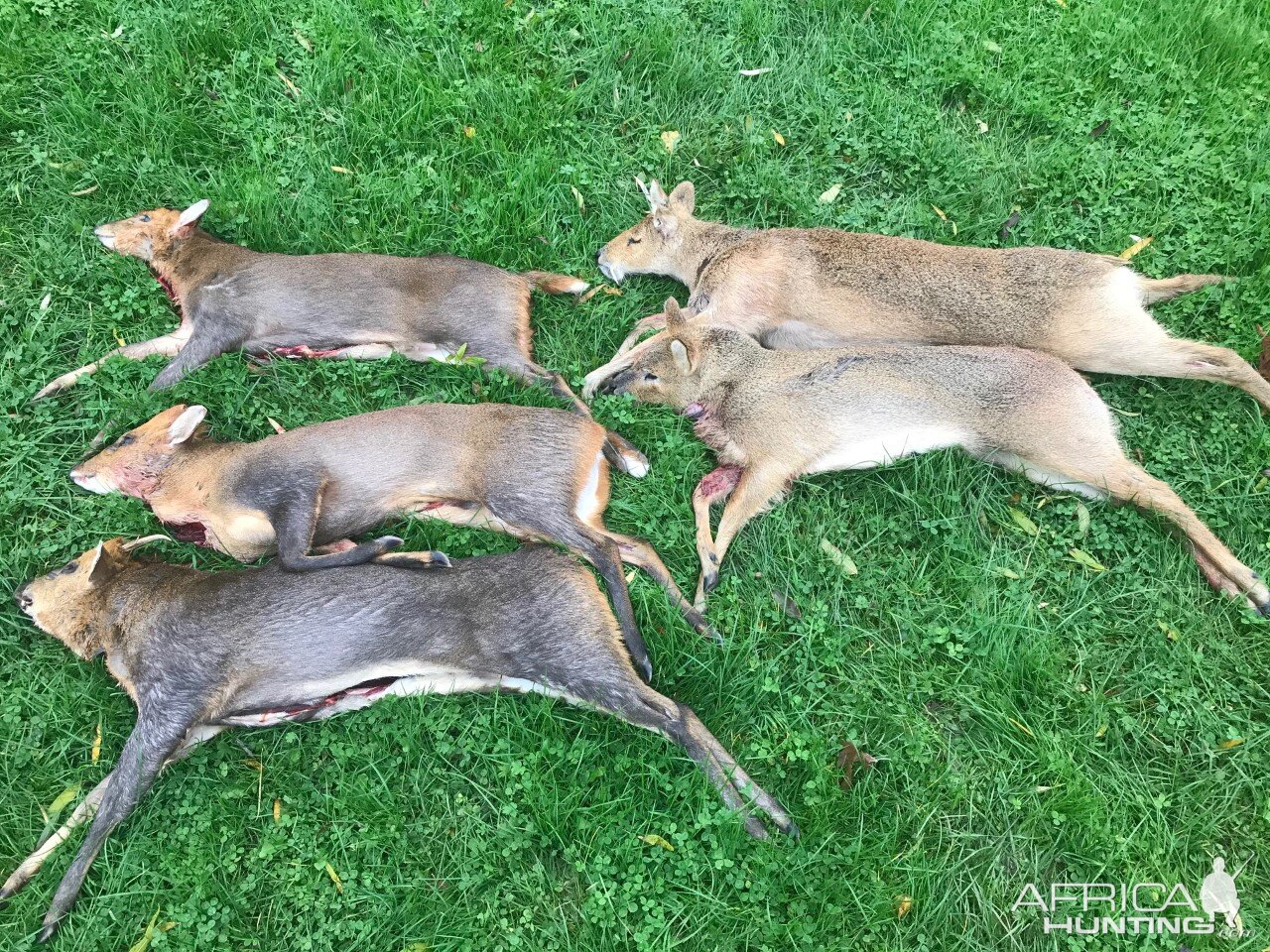 Hunting Chinese Water Deer England UK