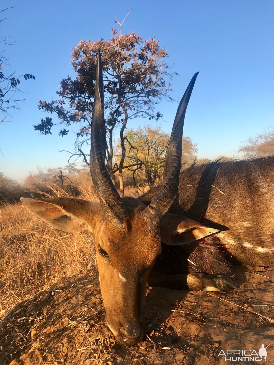 Hunting Chobe Bushbuck in Zambia