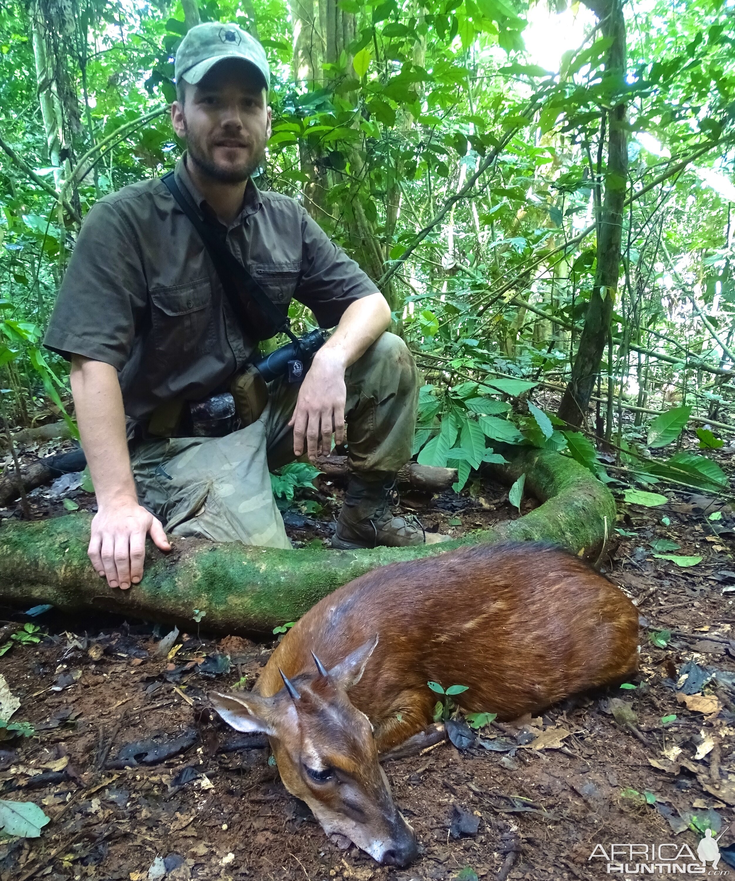 Hunting Congo Red Duiker