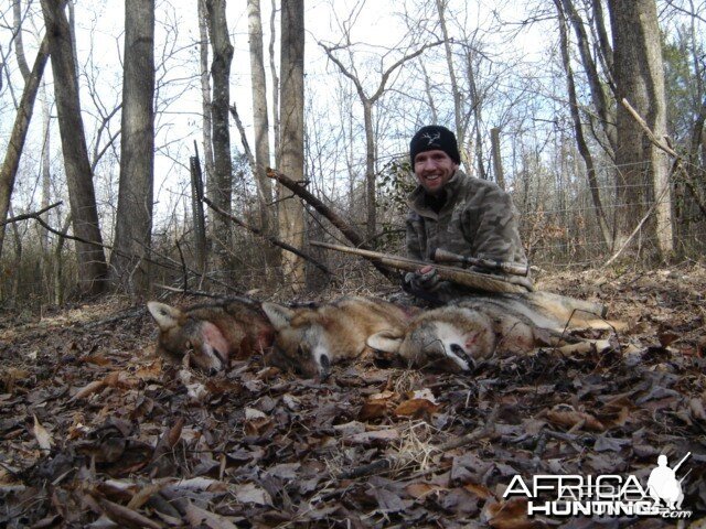 Hunting Coyote