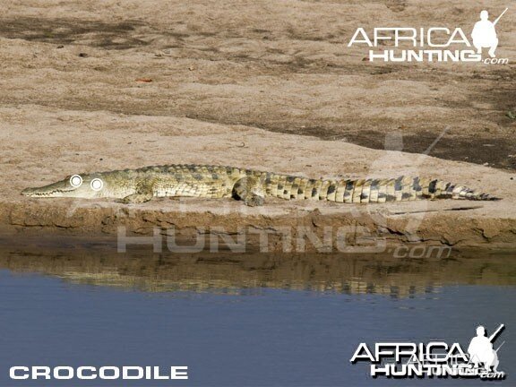 Hunting Crocodile Shot Placement