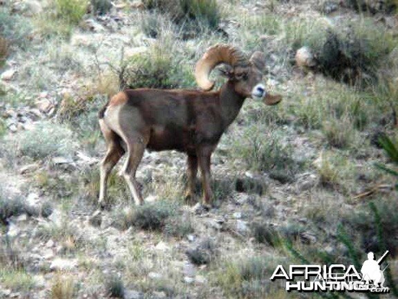 Hunting Desert Bighorn Sheep in Texas