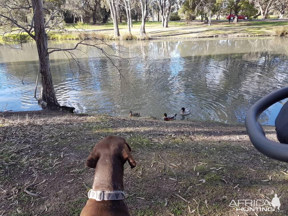 Hunting Dog Australia