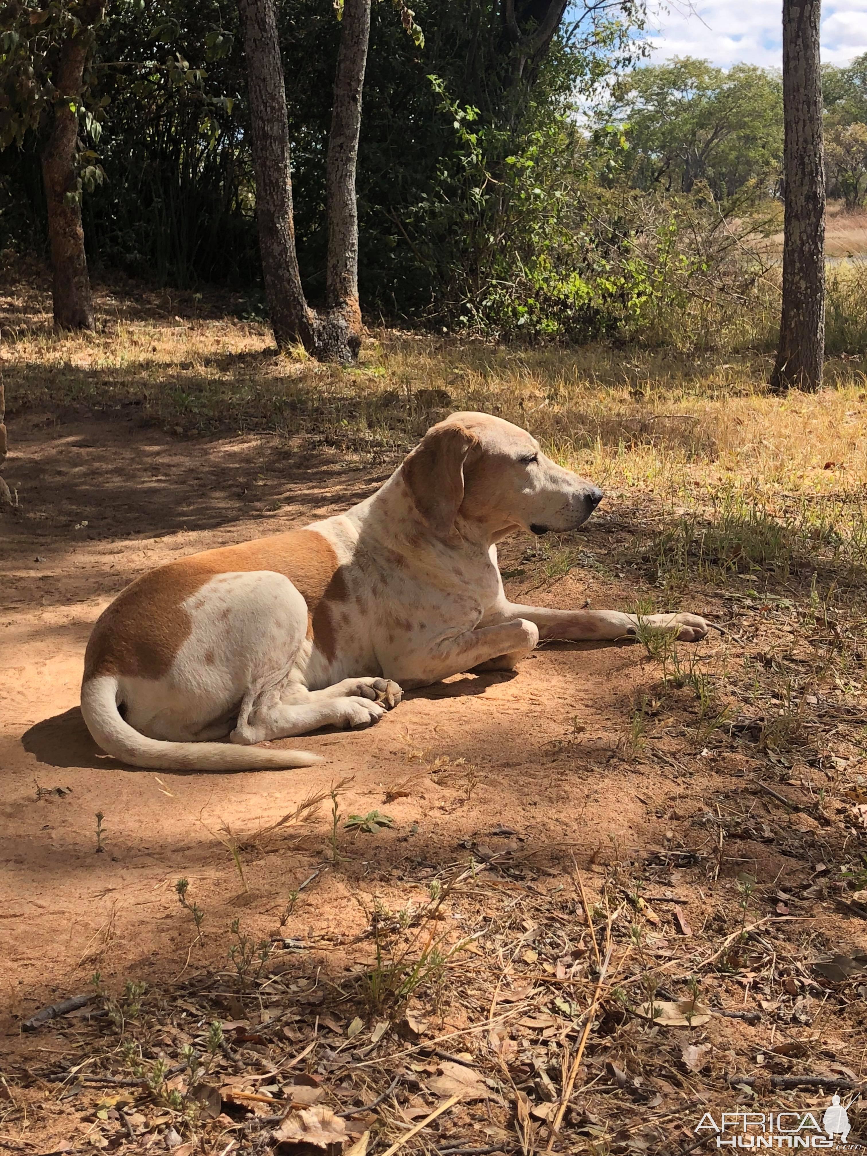 Hunting Dog in Zambia