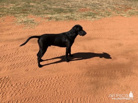 Hunting Dog South Africa