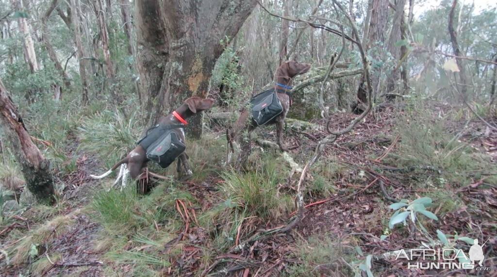 Hunting Dogs Australia