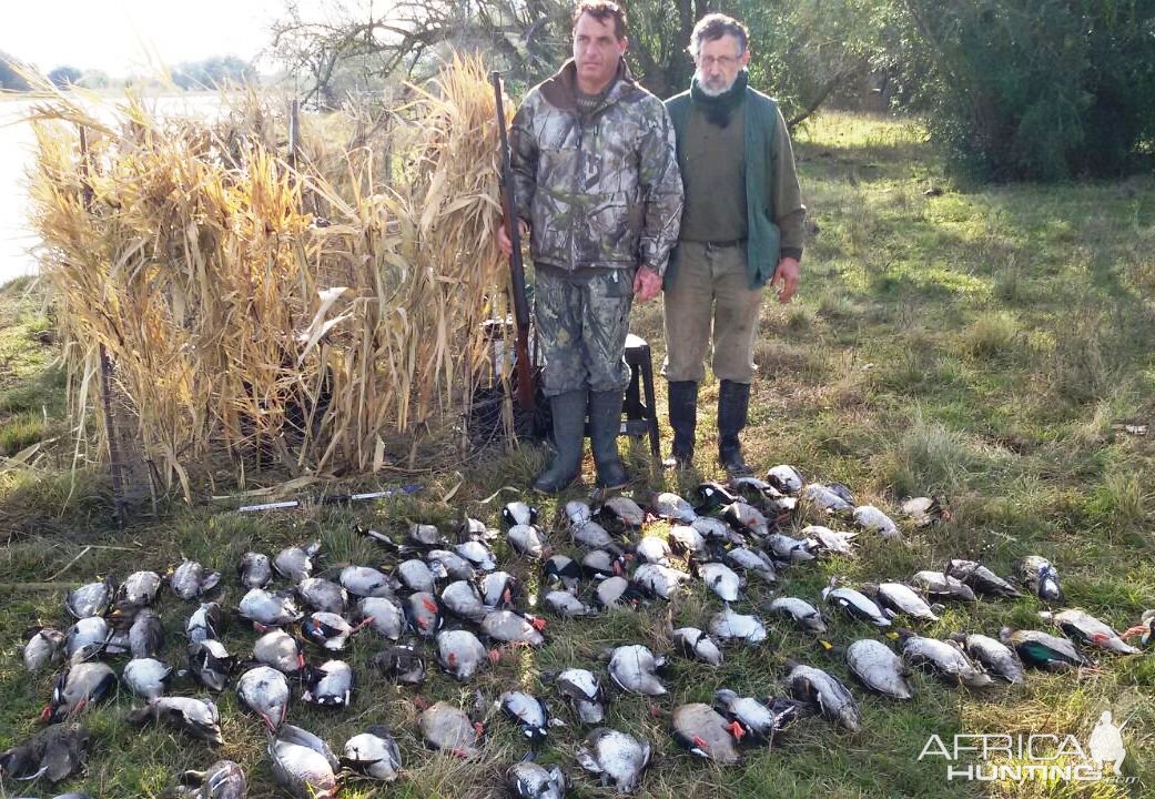 Hunting Duck in Argentina