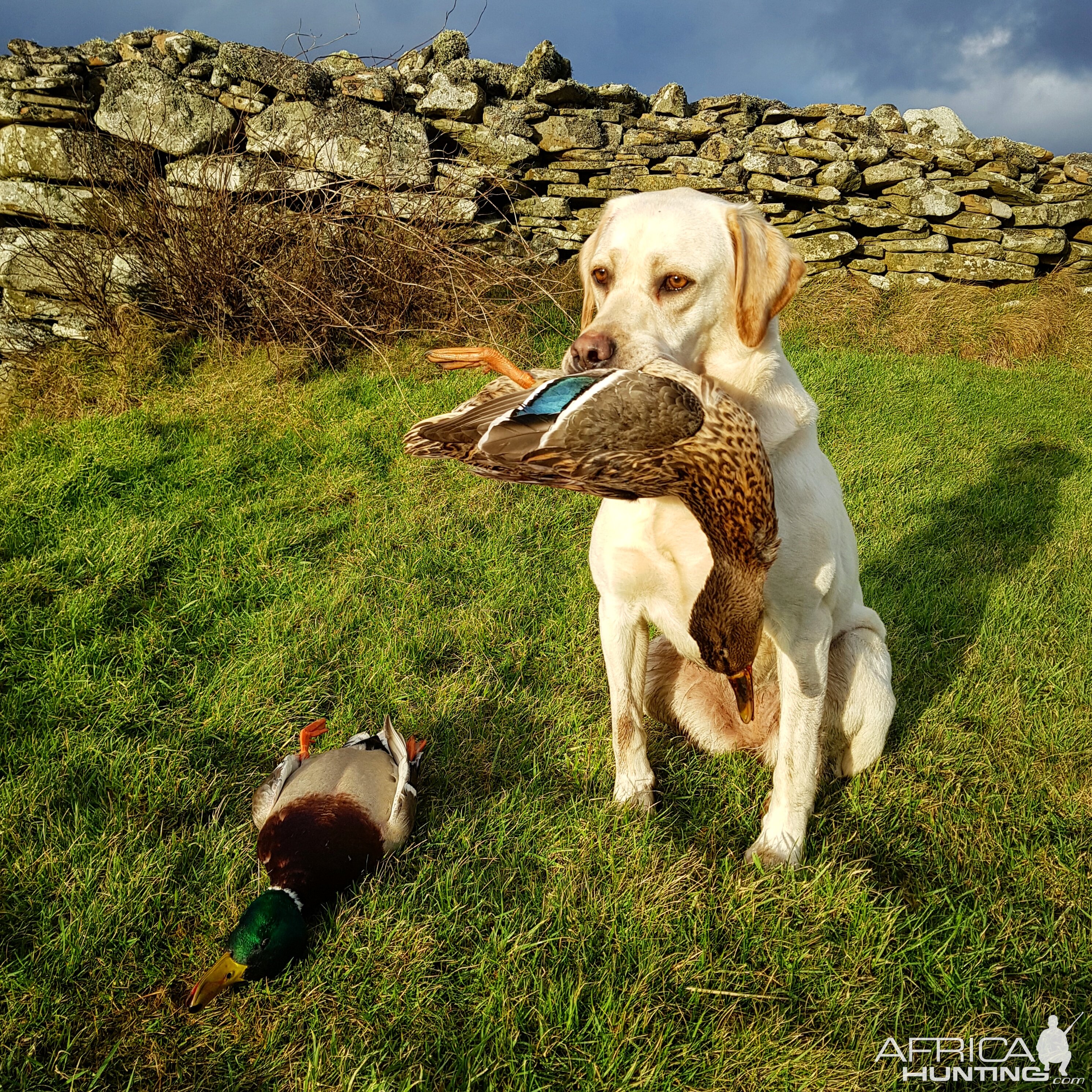 Hunting Duck in Shetland