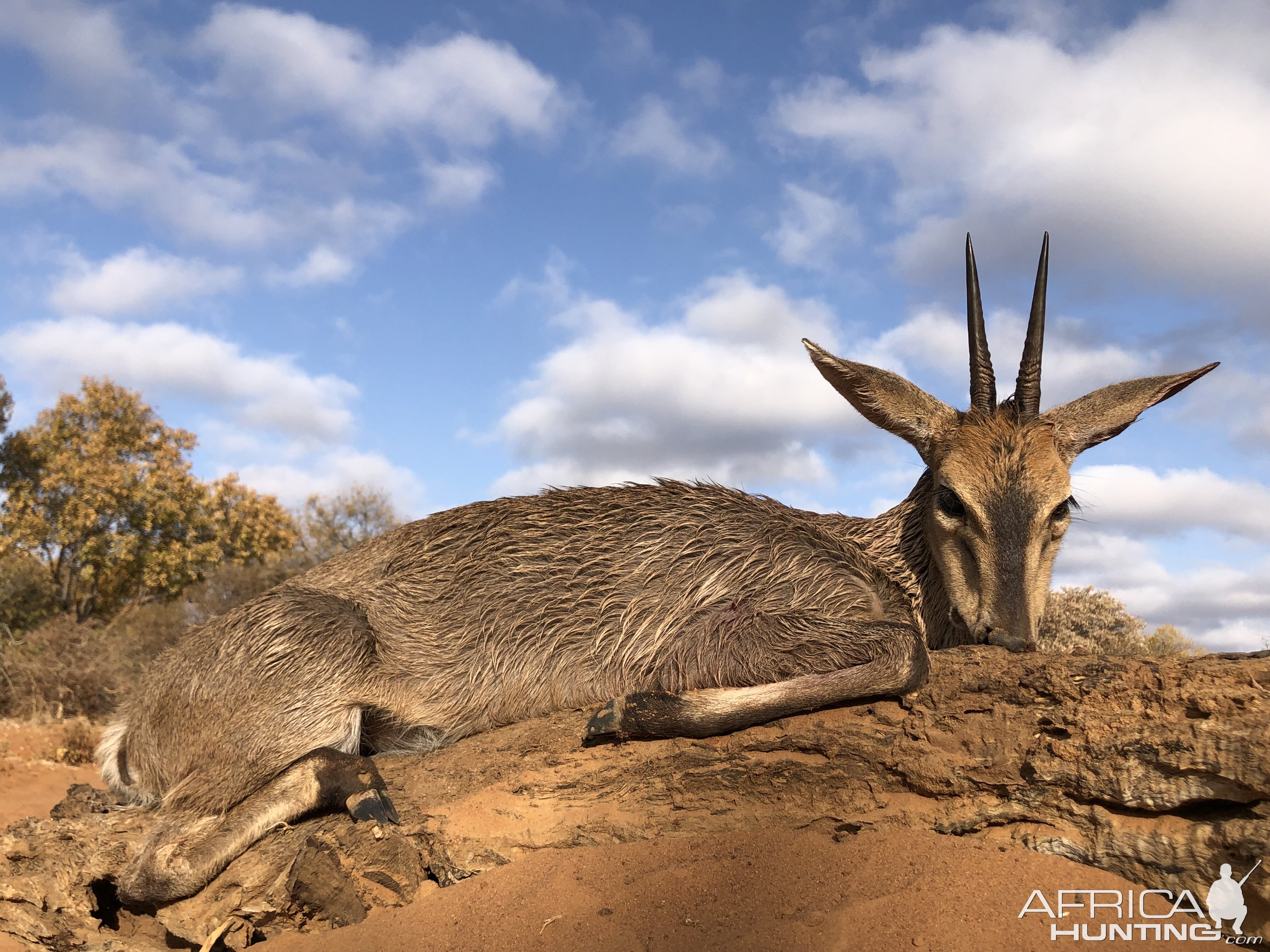 Hunting Duiker in South Africa