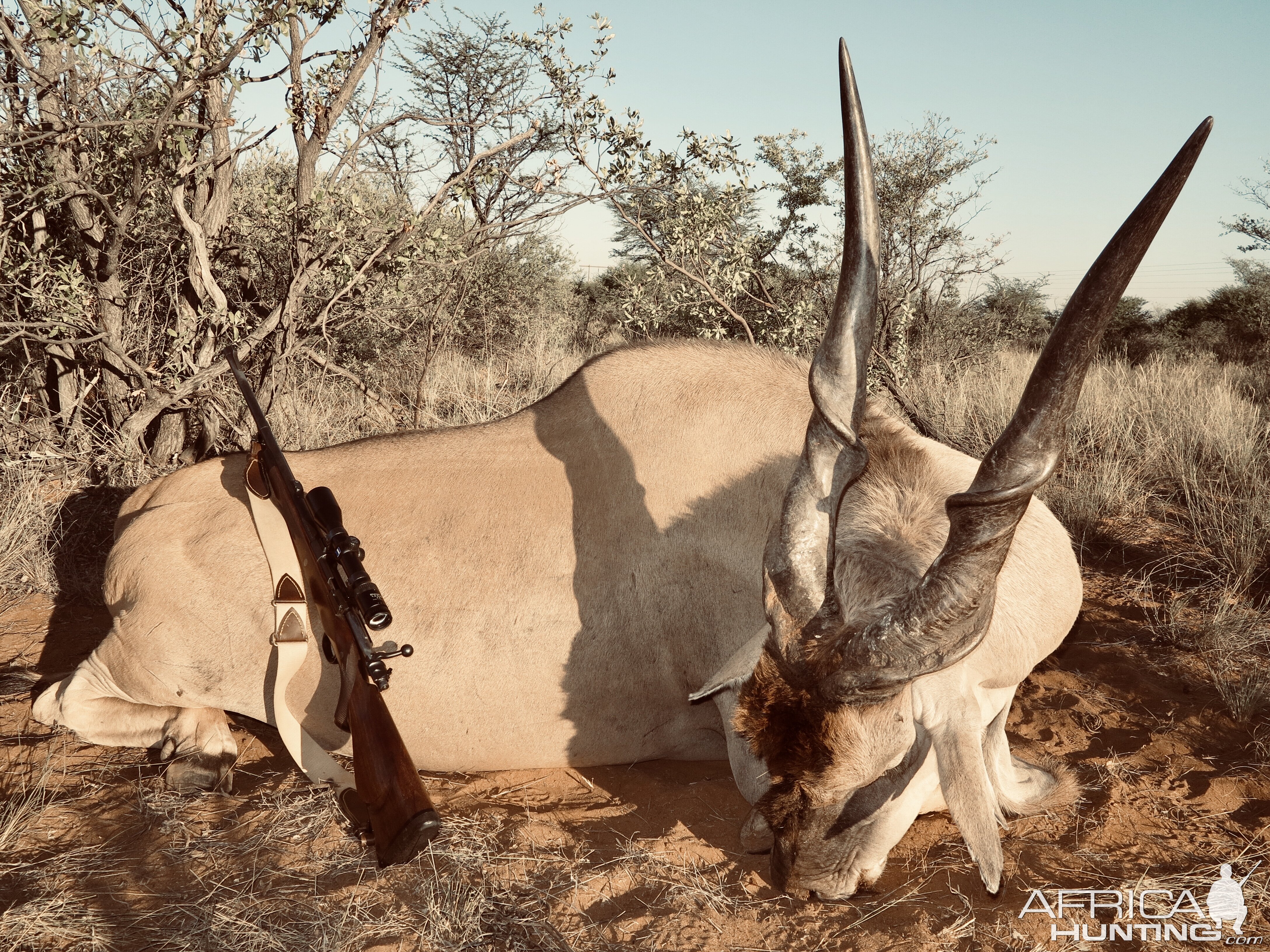 Hunting Eland in Namibia