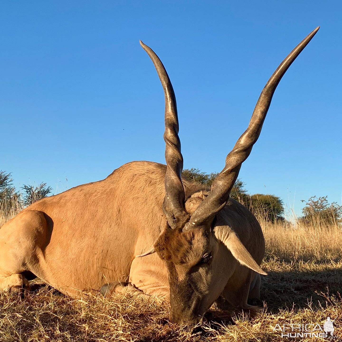 Hunting Eland in South Africa