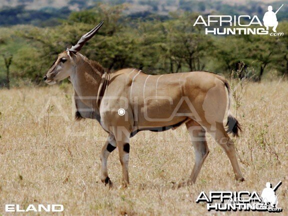 Hunting Eland Shot Placement