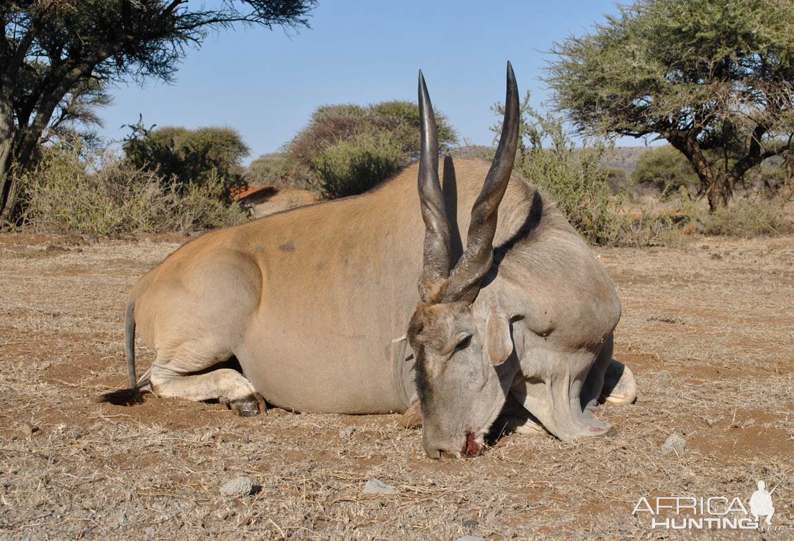 Hunting Eland South Africa