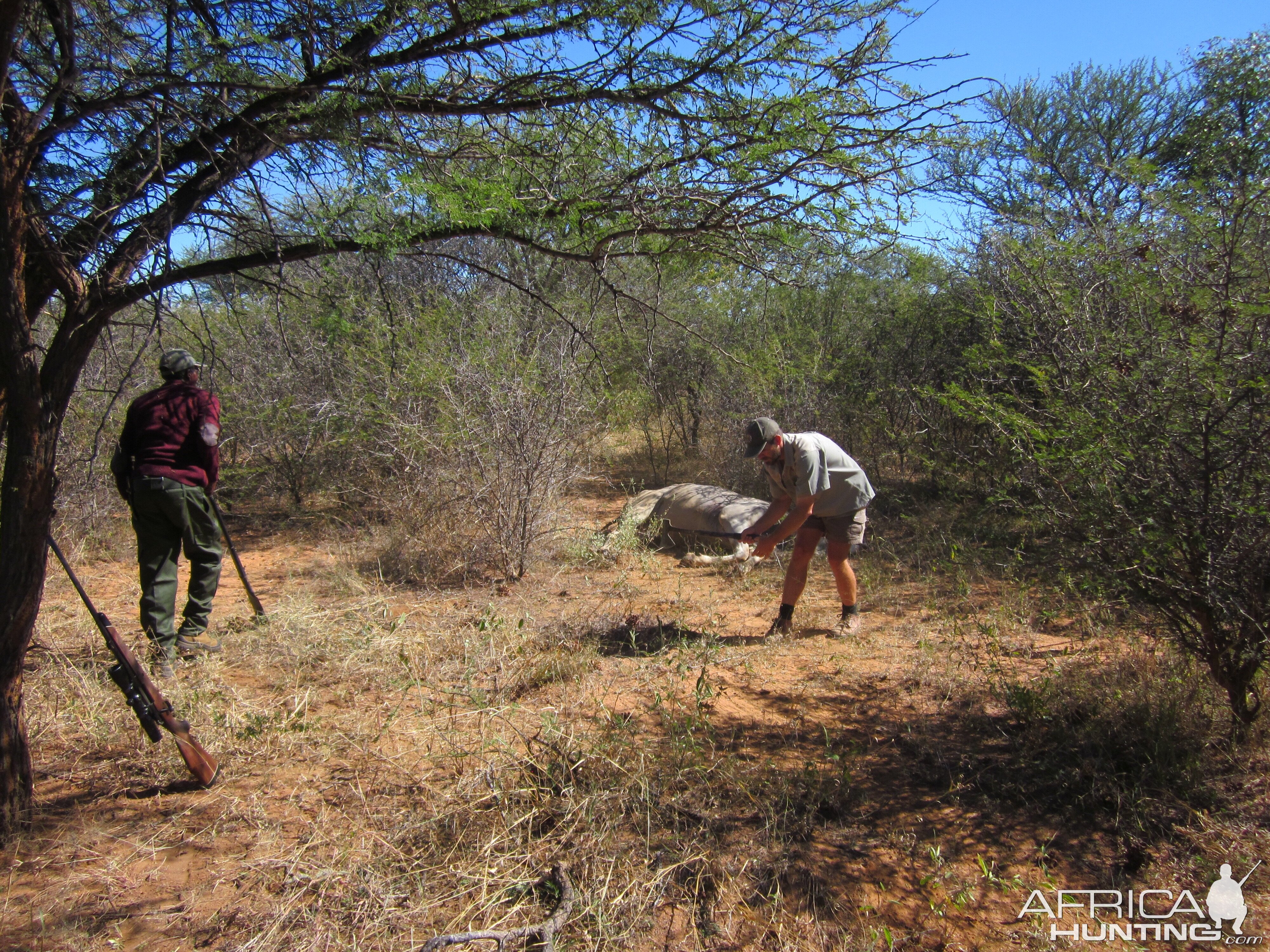 Hunting Eland South Africa