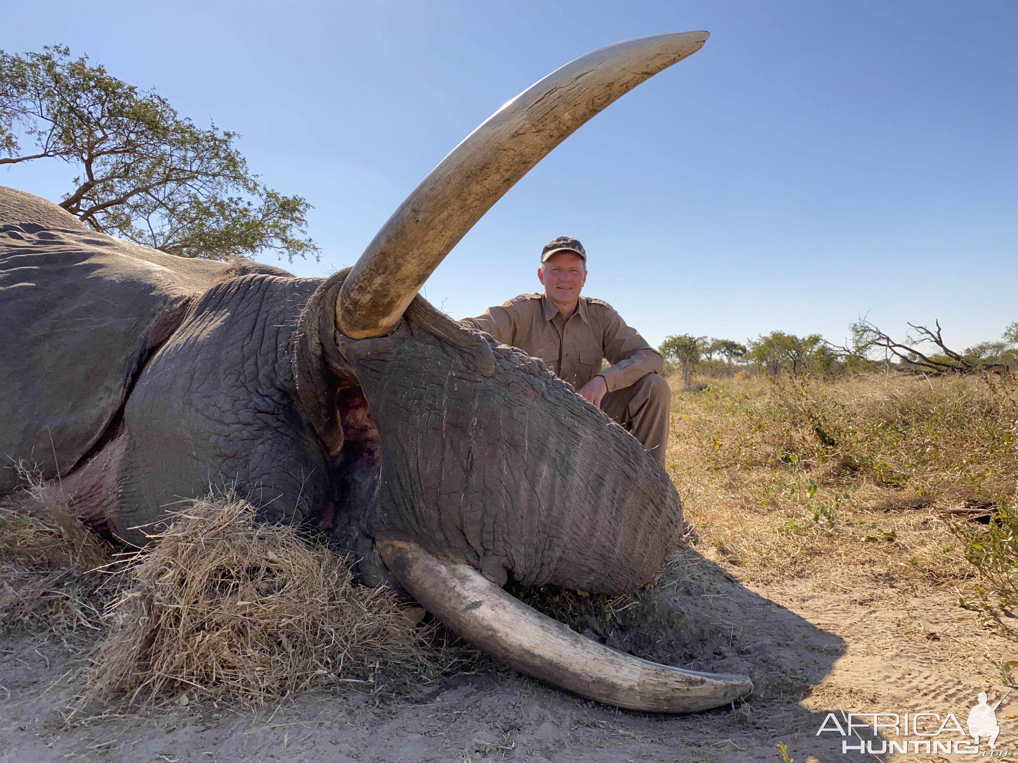 Hunting Elephant Botswana