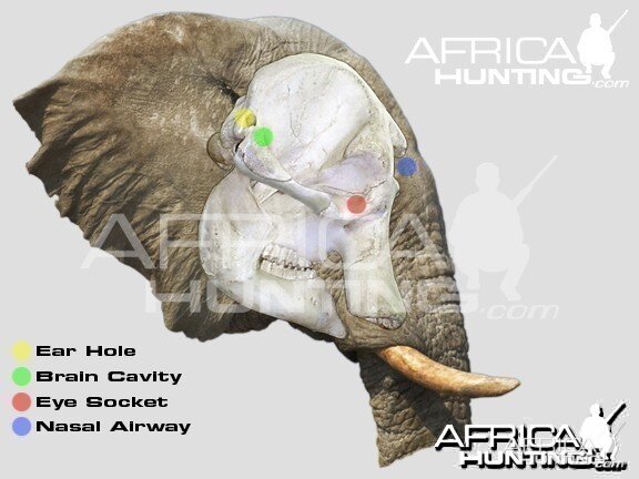 Hunting Elephant Head Shot Placement